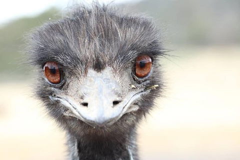 ZOODOO ZOO Tour, Meet The Famous Tasmanian Devil, Cuddle A Kangaroo, Feed A Lion - Grafton Accommodation 1