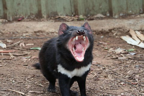 ZOODOO ZOO Tour, Meet The Famous Tasmanian Devil, Cuddle A Kangaroo, Feed A Lion - Grafton Accommodation 0