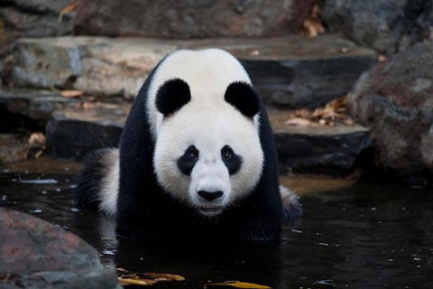 Adelaide Zoo General Entry Ticket - Grafton Accommodation 1