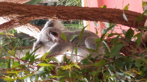 Croc Express To Australia Zoo From Brisbane - Grafton Accommodation 3