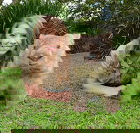 Croc Express to Australia Zoo from Brisbane - Grafton Accommodation