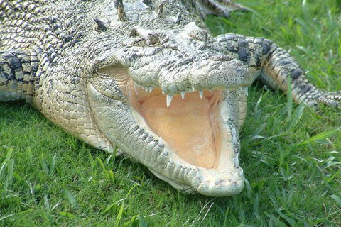 Croc Express To Australia Zoo From Brisbane - Grafton Accommodation 10