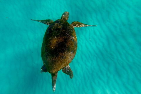 Moreton Island Day Trip (Kayak, Snorkel & Sandboard) Frm Brisbane Or Gold Coast - Grafton Accommodation 9