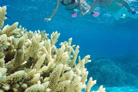Silversonic Outer Great Barrier Reef Dive And Snorkel Cruise From Port Douglas - Grafton Accommodation 1