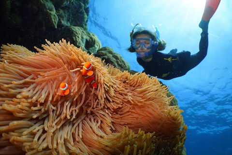Silversonic Outer Great Barrier Reef Dive And Snorkel Cruise From Port Douglas - Grafton Accommodation 3