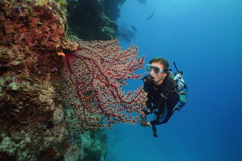 Silversonic Outer Great Barrier Reef Dive And Snorkel Cruise From Port Douglas - Grafton Accommodation 6