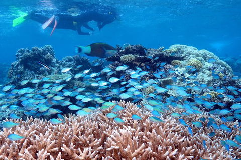 Silversonic Outer Great Barrier Reef Dive And Snorkel Cruise From Port Douglas - Grafton Accommodation 4