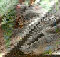 Lone Pine Koala Sanctuary Day Pass - Grafton Accommodation