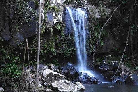 You Choose The Tour: Brisbane Private Chauffeur Driven Personal Tour - Grafton Accommodation 0
