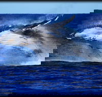 Whale Watching Cruise from Redcliffe Brisbane or the Sunshine Coast - Grafton Accommodation
