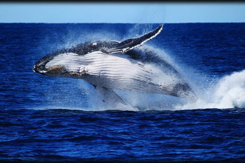 Whale Watching Cruise From Redcliffe, Brisbane Or The Sunshine Coast - Grafton Accommodation 0