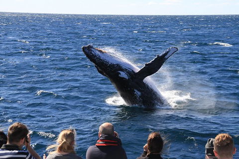Whale Watching Cruise From Redcliffe, Brisbane Or The Sunshine Coast - Grafton Accommodation 11
