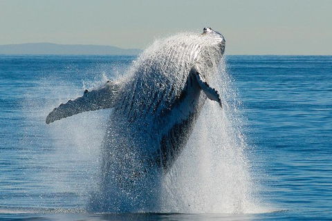 Whale Watching Cruise From Redcliffe, Brisbane Or The Sunshine Coast - Grafton Accommodation 10