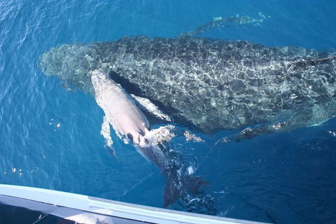 Whale Watching Cruise From Redcliffe, Brisbane Or The Sunshine Coast - Grafton Accommodation 7