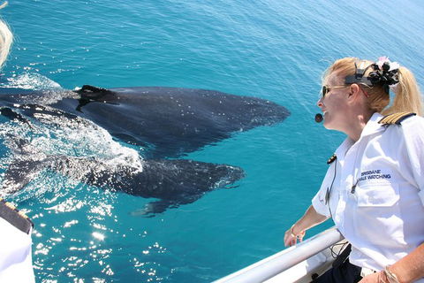 Whale Watching Cruise From Redcliffe, Brisbane Or The Sunshine Coast - Grafton Accommodation 1