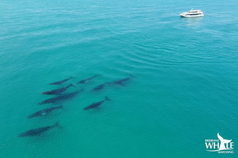Whale Watching Cruise From Redcliffe, Brisbane Or The Sunshine Coast - Grafton Accommodation 6