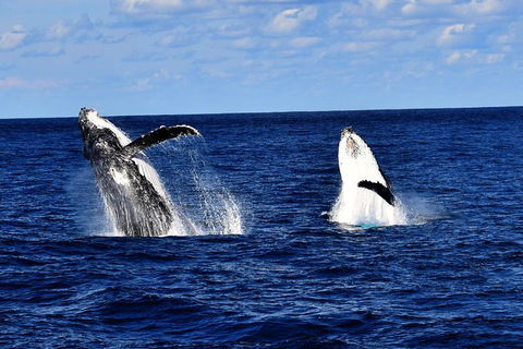Whale Watching Cruise From Redcliffe, Brisbane Or The Sunshine Coast - Grafton Accommodation 5