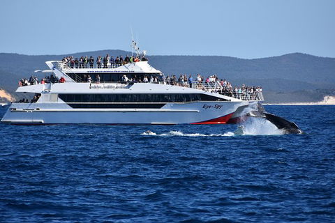 Whale Watching Cruise From Redcliffe, Brisbane Or The Sunshine Coast - Grafton Accommodation 2