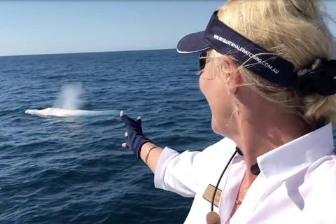 Whale Watching Cruise From Redcliffe, Brisbane Or The Sunshine Coast - Grafton Accommodation 4
