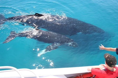Whale Watching Cruise From Redcliffe, Brisbane Or The Sunshine Coast - Grafton Accommodation 3