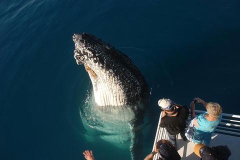 Hervey Bay Whale Watching Experience - Grafton Accommodation 0