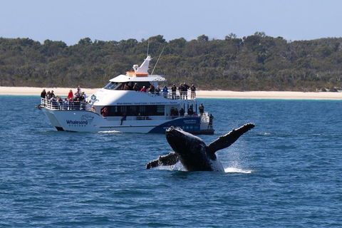 Hervey Bay Whale Watching Experience - Grafton Accommodation 1