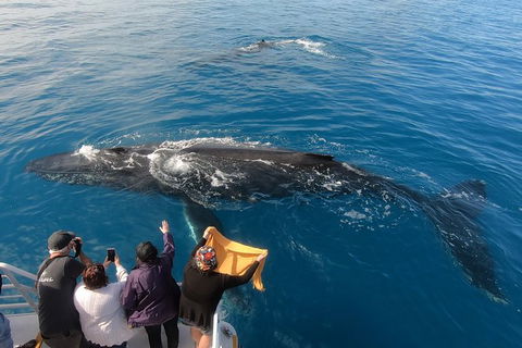 Hervey Bay Whale Watching Experience - Grafton Accommodation 6