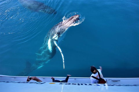 Hervey Bay Whale Watching Experience - Grafton Accommodation 3