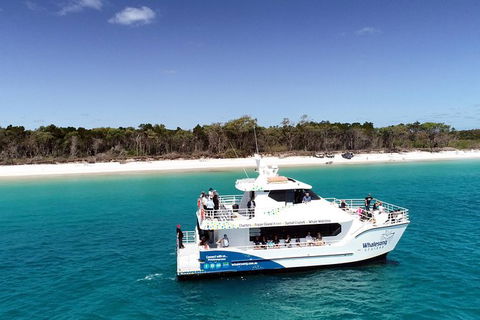 Hervey Bay Whale Watching Experience - Grafton Accommodation 11
