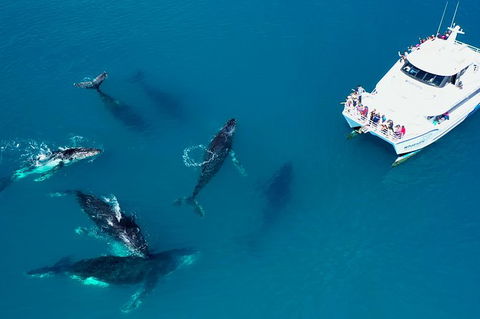 Hervey Bay Whale Watching Experience - Grafton Accommodation 7