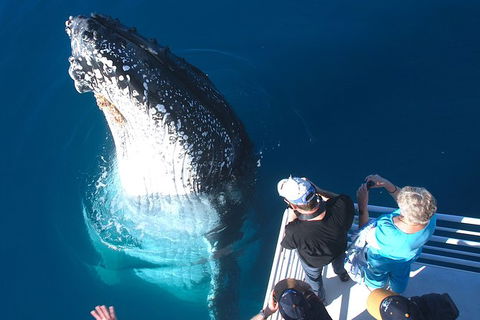 Hervey Bay Whale Watching Experience - Grafton Accommodation 14