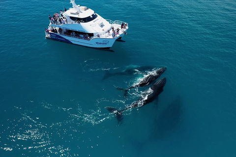 Hervey Bay Whale Watching Experience - Grafton Accommodation 2