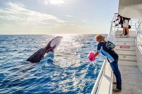 Hervey Bay Whale Watching Experience - Grafton Accommodation 8