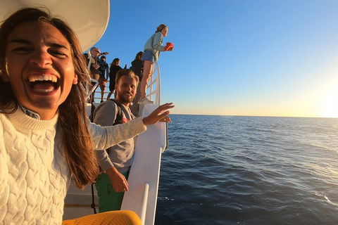 Hervey Bay Whale Watching Experience - Grafton Accommodation 9