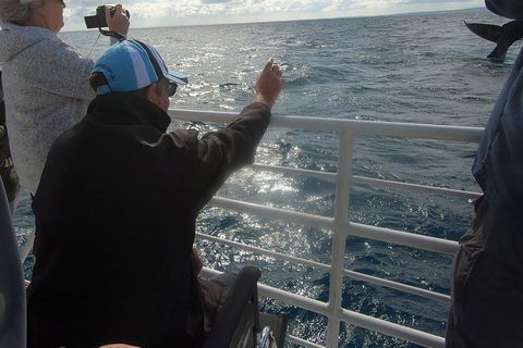 Hervey Bay Whale Watching Experience - Grafton Accommodation 13