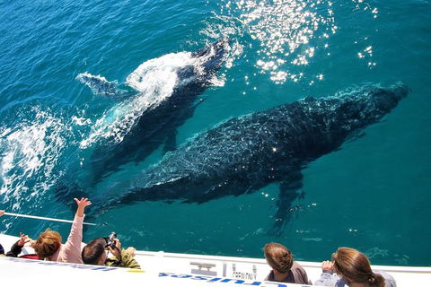 Hervey Bay Whale Watching Experience - Grafton Accommodation 12