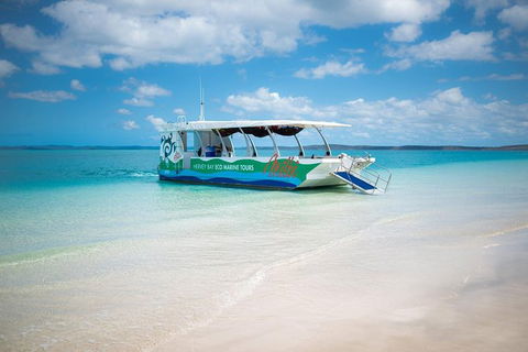 Great Sandy Marine Park Turtle Discovery And Cultural Eco Tour - Grafton Accommodation 5