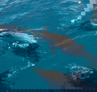 Fraser Island  Dolphin Sailing Adventure