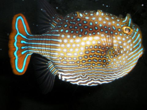 Quicksilver Outer Great Barrier Reef Snorkel Cruise From Port Douglas - Grafton Accommodation 3
