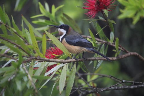 Small-Group 4WD Lamington National Park Day Trip From Brisbane - Grafton Accommodation 4
