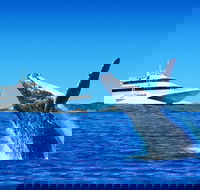 Tangalooma Island Resort Premium Dolphin Feeding Day Cruise with Whale Watching - Grafton Accommodation