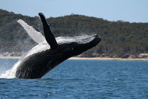 Hervey Bay Ultimate Whale Watching Cruise - Grafton Accommodation 0