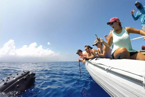 Hervey Bay Ultimate Whale Watching Cruise - Grafton Accommodation 1