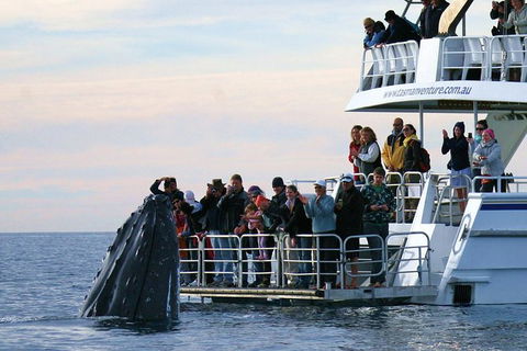 Hervey Bay Whale Watching Cruise - Grafton Accommodation 0