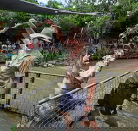 Hartley's Crocodile Adventures Day Trip from Cairns - Grafton Accommodation