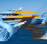 Spirit of Hervey Bay Whale Watching Cruise