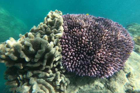 Whitehaven Beach Day Tour With Snorkel In Whitsundays Island - Grafton Accommodation 18