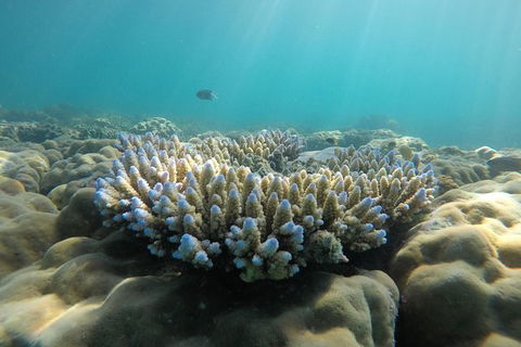 Whitehaven Beach Day Tour With Snorkel In Whitsundays Island - Grafton Accommodation 16