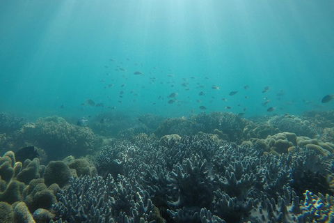 Whitehaven Beach Day Tour With Snorkel In Whitsundays Island - Grafton Accommodation 3