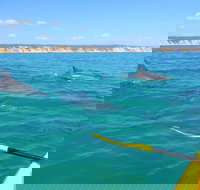 Half-Day Kayak with Dolphins and 4WD Beach Drive from Rainbow Beach - Grafton Accommodation